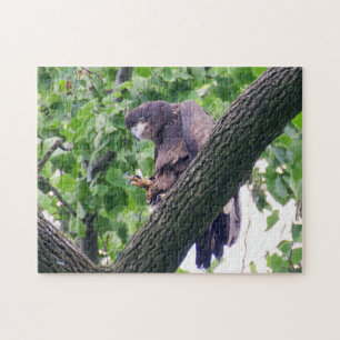 Juvenile Bald Eagle Legpuzzel
