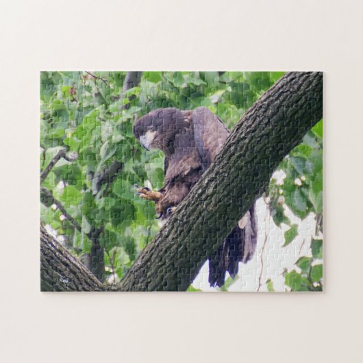 Juvenile Bald Eagle Legpuzzel (Horizontaal)