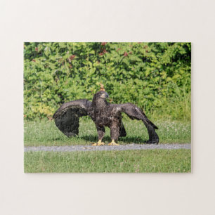 Juvenile Bald Eagle Legpuzzel
