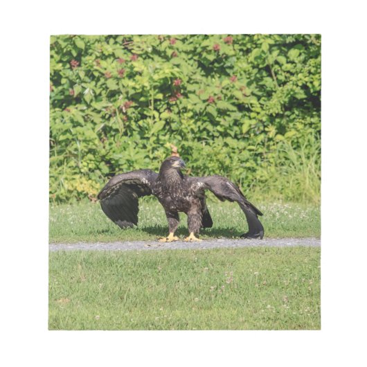 Juvenile Bald Eagle Notitieblok (Voorkant)