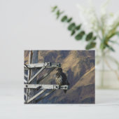 Juvenile Bald Eagle op de WWII-telefoonlijn Briefkaart (Staand voorkant)