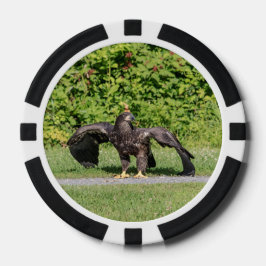 Juvenile Bald Eagle Pokerchips