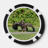 Juvenile Bald Eagle Pokerchips (Achterkant)