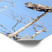 Juvenile Bald Eagle Poster (Hoek)