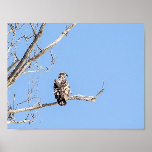 Juvenile Bald Eagle Poster (Voorkant)