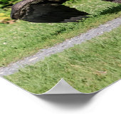 Juvenile Bald Eagle Poster (Hoek)