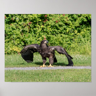 Juvenile Bald Eagle Poster