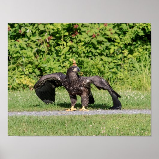 Juvenile Bald Eagle Poster (Voorkant)