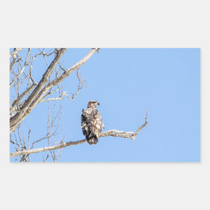 Juvenile Bald Eagle Rechthoekige Sticker