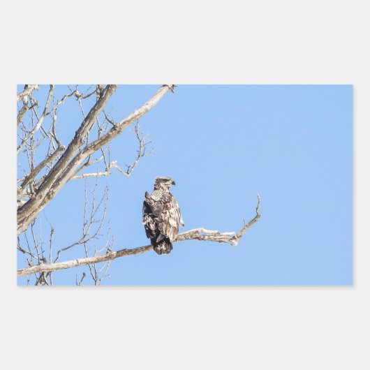 Juvenile Bald Eagle Rechthoekige Sticker (Voorkant)
