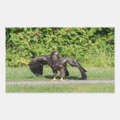 Juvenile Bald Eagle Rechthoekige Sticker (Voorkant)