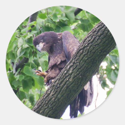 Juvenile Bald Eagle Ronde Sticker (Voorkant)