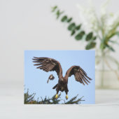 Juvenile Bald Eagle start op Briefkaart (Staand voorkant)