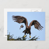 Juvenile Bald Eagle start op Briefkaart (Voorkant / Achterkant)