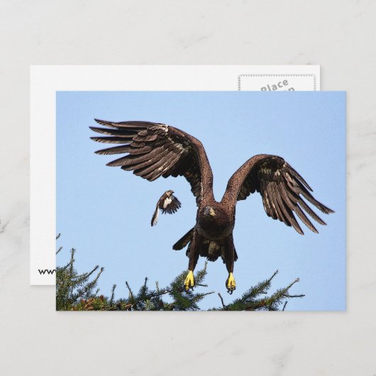 Juvenile Bald Eagle start op Briefkaart (Voorkant / Achterkant)