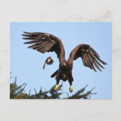Juvenile Bald Eagle start op Briefkaart (Voorkant)