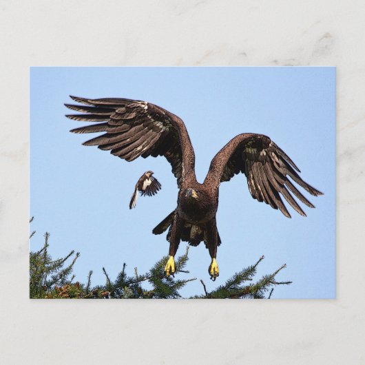 Juvenile Bald Eagle start op Briefkaart (Voorkant)