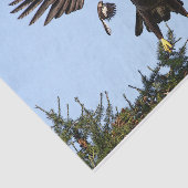 Juvenile Bald Eagle start op Tissuepapier (Detail)