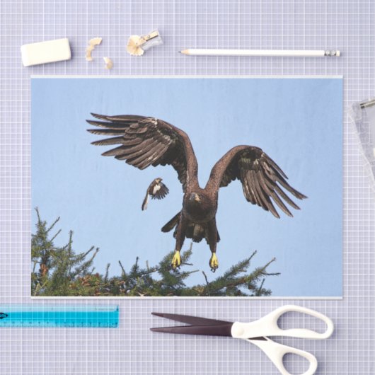 Juvenile Bald Eagle start op Tissuepapier (Craft)