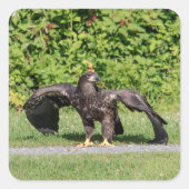Juvenile Bald Eagle Vierkante Sticker (Voorkant)