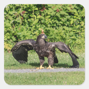 Juvenile Bald Eagle Vierkante Sticker