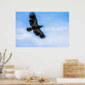 Juvenile Bald Eagle (vlucht) Poster (Keuken)