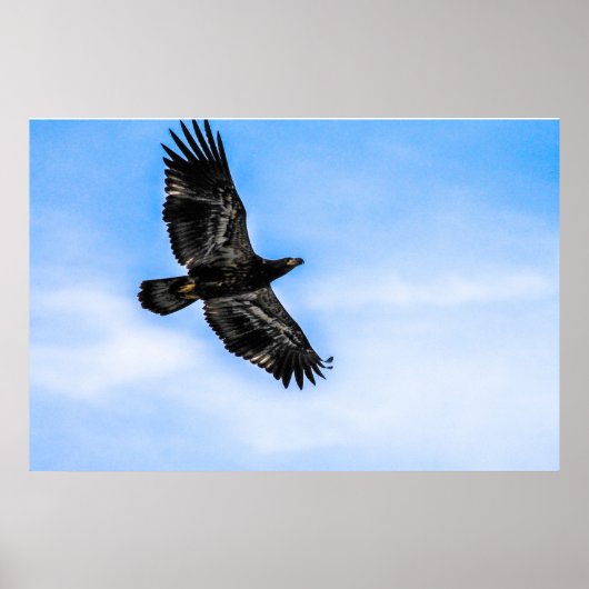 Juvenile Bald Eagle (vlucht) Poster (Voorkant)