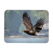 Juvenile Bald Eagle Wildlife Fotografie Foto