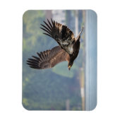 Juvenile Bald Eagle Wildlife Fotografie Foto Magneet (Verticaal)