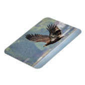 Juvenile Bald Eagle Wildlife Fotografie Foto Magneet (Linkerzijde)