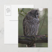 Juvenile Barred Owl (Strix varia) 2 Briefkaart (Voorkant / Achterkant)