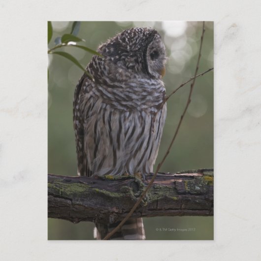 Juvenile Barred Owl (Strix varia) 2 Briefkaart (Voorkant)