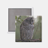 Juvenile Barred Owl (Strix varia) 2 Magneet (Voorkant / Achterkant)