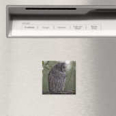 Juvenile Barred Owl (Strix varia) 2 Magneet (Insitu (Vaatwasser))