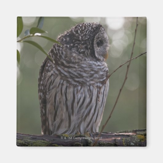 Juvenile Barred Owl (Strix varia) 2 Magneet (Voorkant)