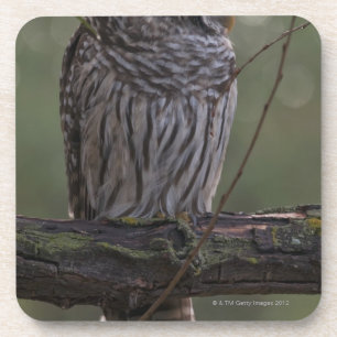 Juvenile Barred Owl (Strix varia) 2 Onderzetter
