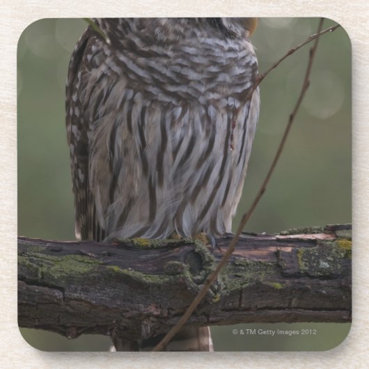 Juvenile Barred Owl (Strix varia) 2 Onderzetter (Voorkant)