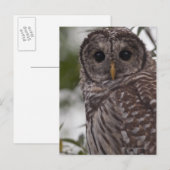 Juvenile Barred Owl (Strix varia) Briefkaart (Voorkant / Achterkant)