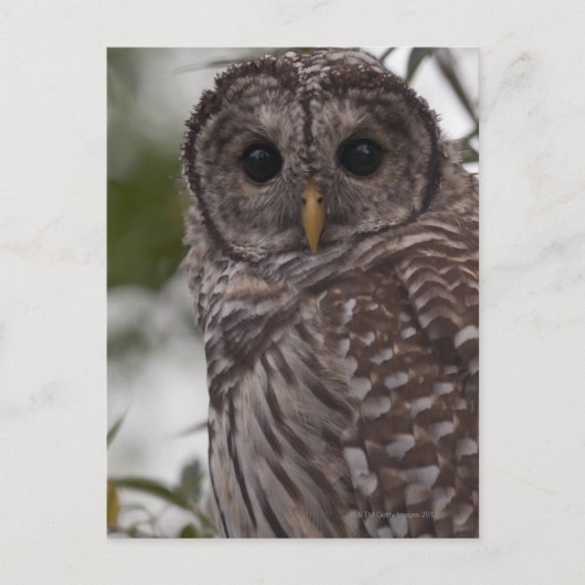 Juvenile Barred Owl (Strix varia) Briefkaart (Voorkant)