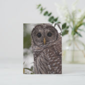 Juvenile Barred Owl (Strix varia) Briefkaart (Staand voorkant)