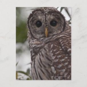 Juvenile Barred Owl (Strix varia) Briefkaart