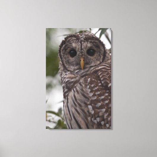 Juvenile Barred Owl (Strix varia) Canvas Afdruk (Voorkant)