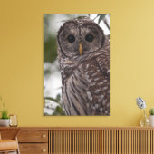 Juvenile Barred Owl (Strix varia) Canvas Afdruk (Insitu (Woonkamer))