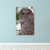 Juvenile Barred Owl (Strix varia) Canvas Afdruk (Insitu (Houten vloer))