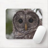 Juvenile Barred Owl (Strix varia) Muismat (Met muis)