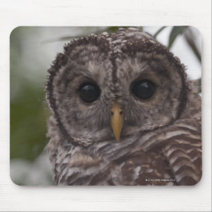 Juvenile Barred Owl (Strix varia) Muismat