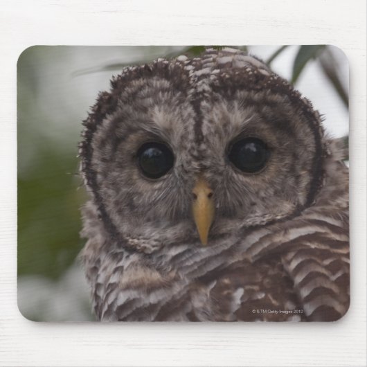 Juvenile Barred Owl (Strix varia) Muismat (Voorkant)