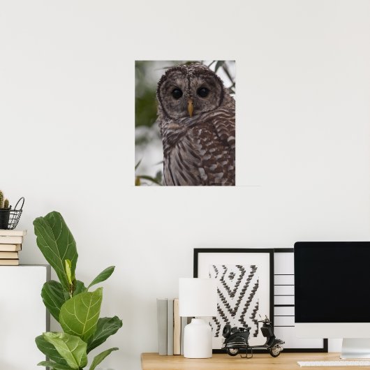 Juvenile Barred Owl (Strix varia) Poster (Thuiskantoor)