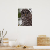 Juvenile Barred Owl (Strix varia) Poster (Keuken)