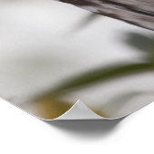 Juvenile Barred Owl (Strix varia) Poster (Hoek)